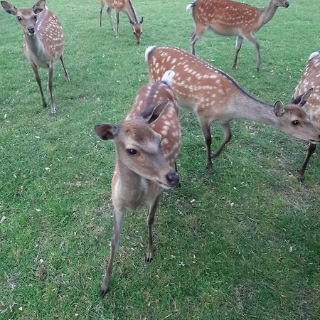 Lantgård Gutshaus Pinnow (Ludwigslust-Parchim)